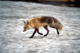 Fox running on the snow