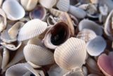 A group of seashells